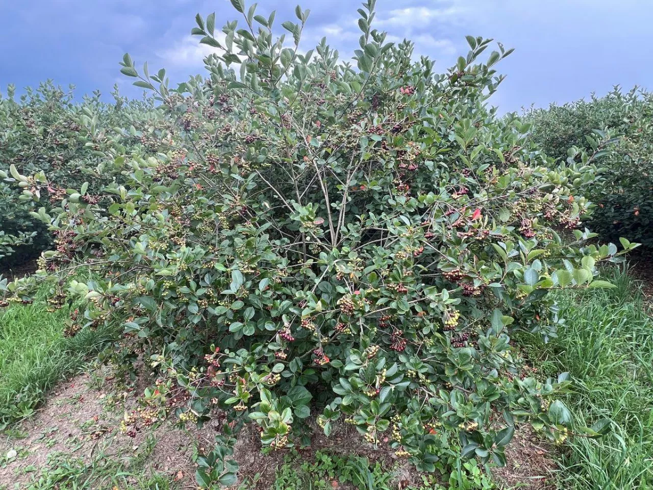 &lt;p&gt;krzew aronii, aronia, owoce na aronii, dojrzewająca aronia&lt;/p&gt;