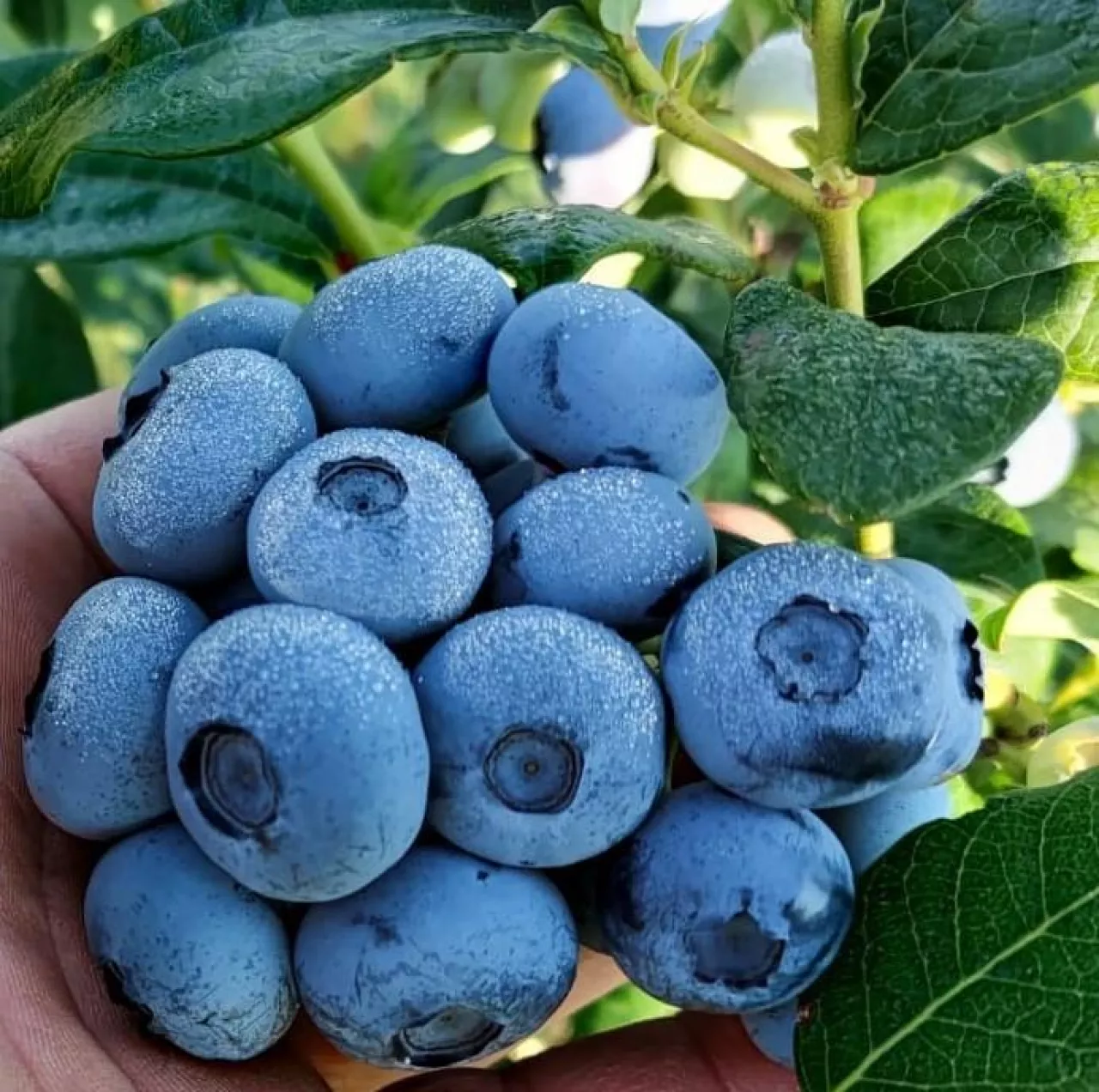 Dorodne borówki odmiany ‘Calypso‘