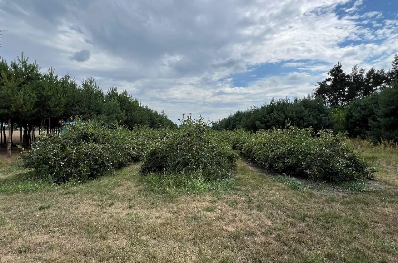 Czy uprawa aronii się opłaca?