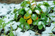 Zimna pogoda może storpedować sezon truskawkowy na Florydzie