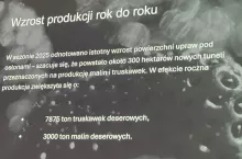 Wzrost produkcji malin i truskawek pod tunelami w 2025 roku