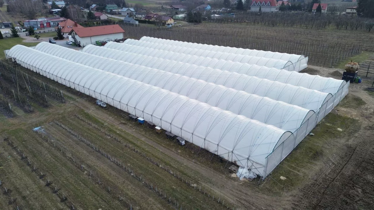 Zblokowany tunel, w którym uprawia się truskawki