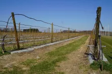 Instalacja antyprzymrozkowa z fliperami na plantacji borówki