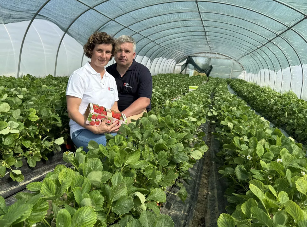 Agnieszka i Michał Leleń, Truskawka od Rolnika

 