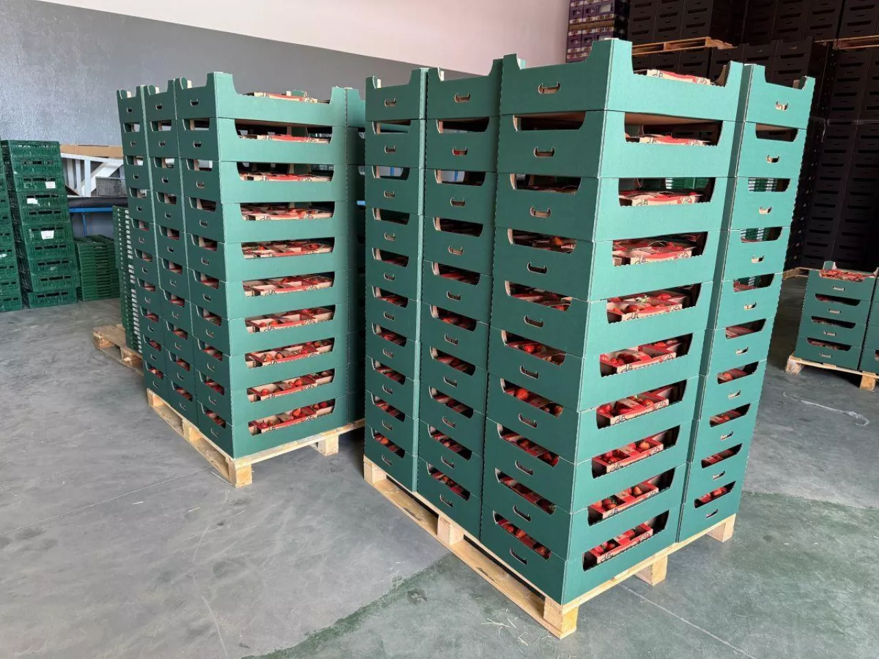 1 maja do sprzedaży przygotowano 1200 kg owoców