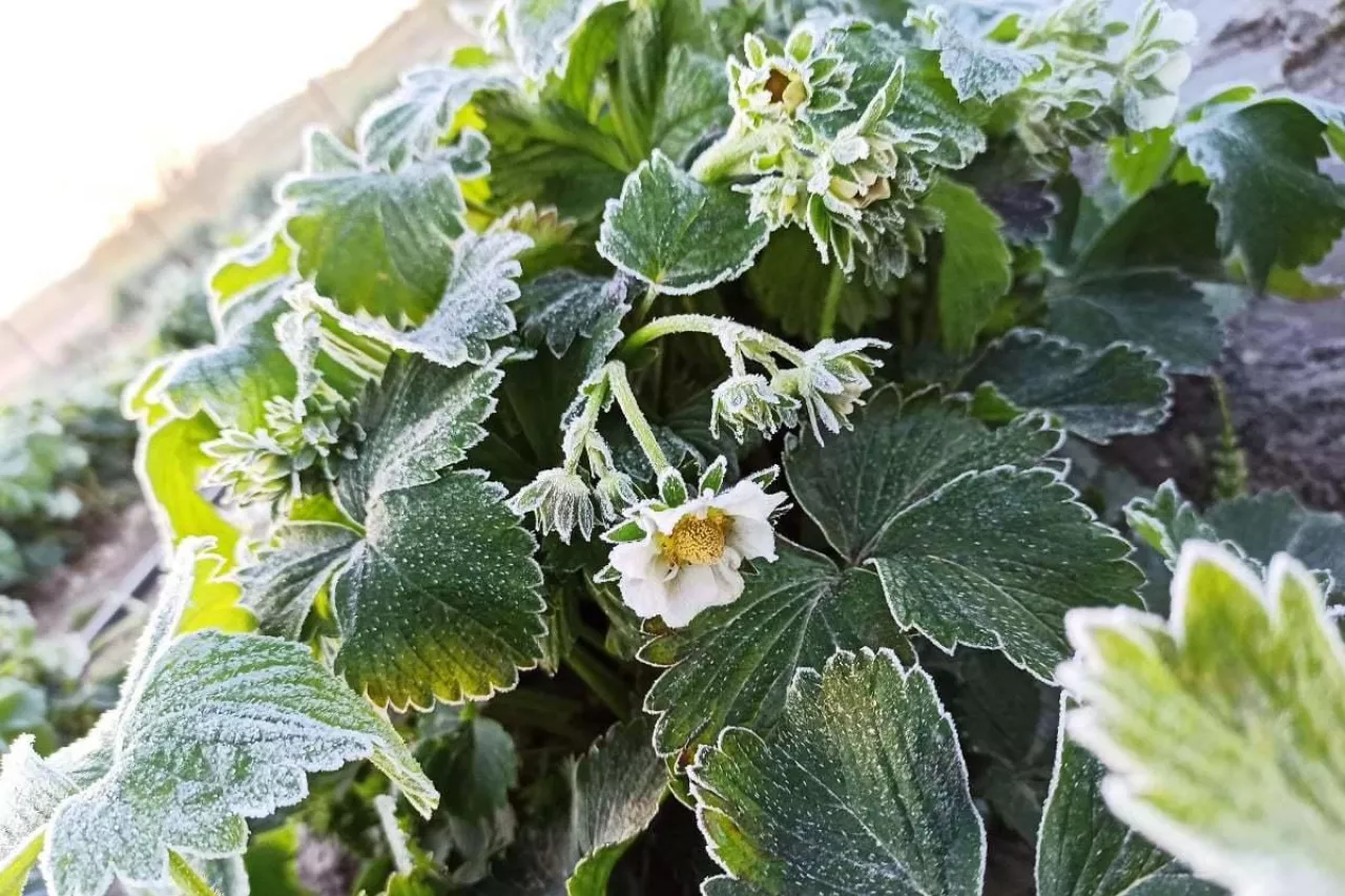 Przymrozek na kwitnącej plantacji truskawek gruntowych