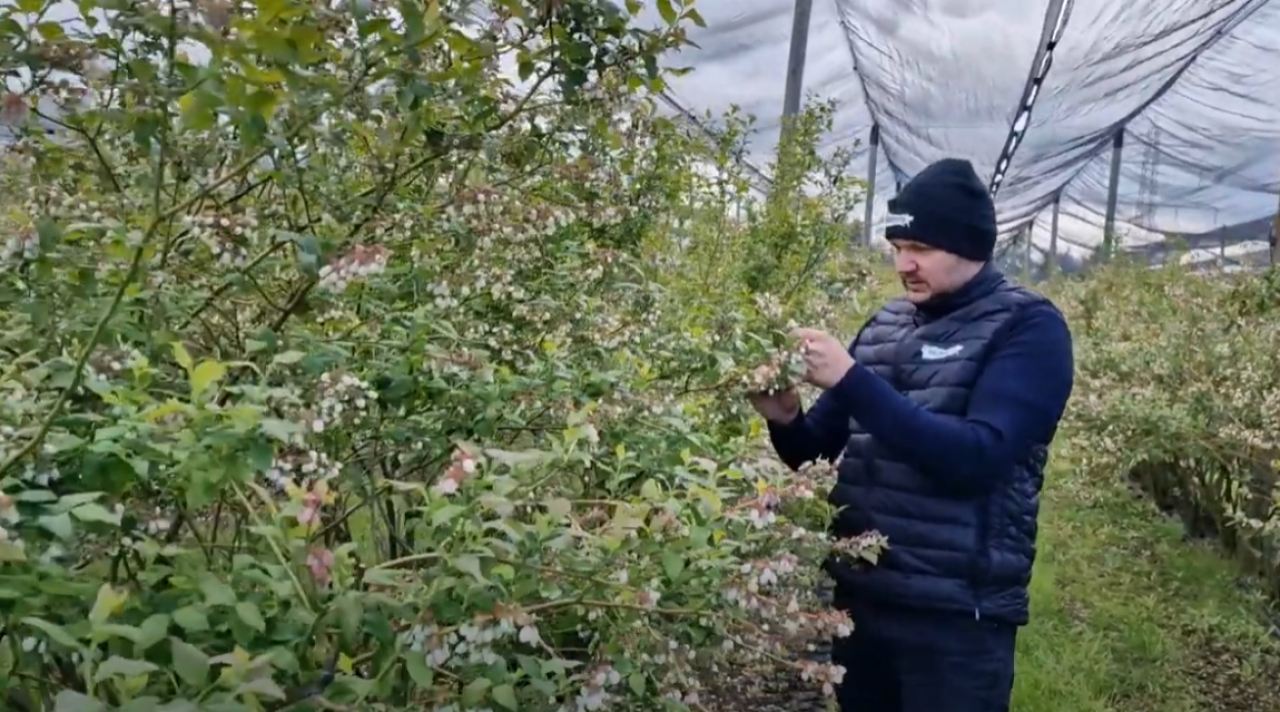Mateusz Czok w trakcie lustracji plantacji borówek