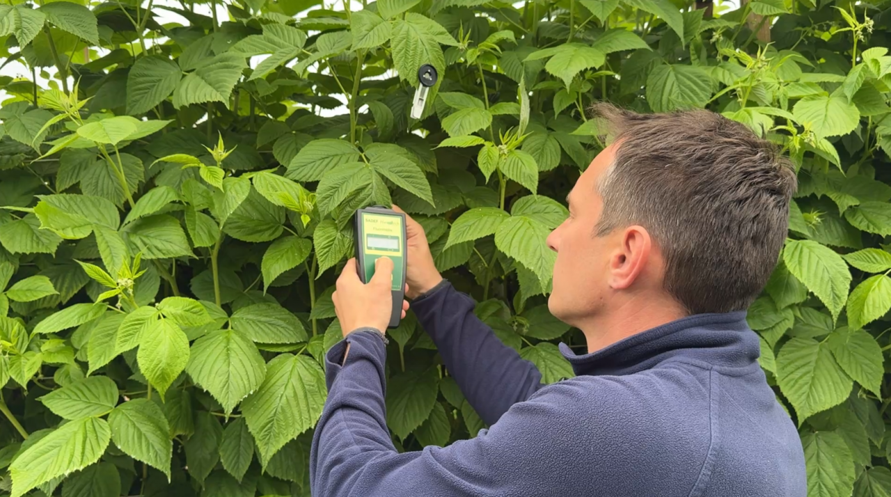 Jacek Witkowski, Timac Agro, w trakcie badania liści malin
