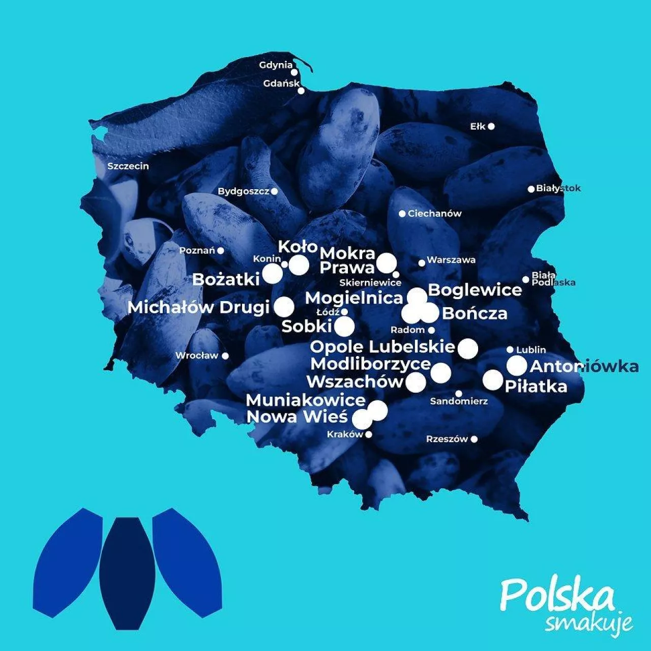 Plantacje otwarte dla miłośników jagody kamczackiej w czerwcu