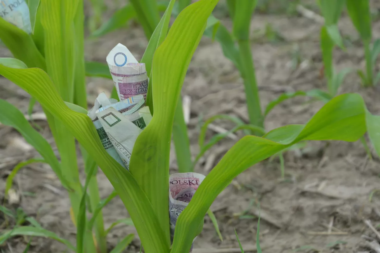 Mimo rozpoczęcia wypłat zaliczek dopłat bezpośrednich oraz samych dopłat rolnicy wciąż nie wiedzą, ile będą wynosić stawki za ekoschematy. Ministerstwo rolnictwa wciąż nad nimi pracuje. Ale już teraz przestrzega, że mogą się one zmienić po ogłoszeniu ich wysokości.