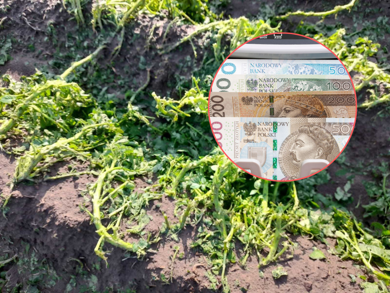 Rolniku, burza zniszczyła plony? Zgłoś straty, zanim będzie za późno