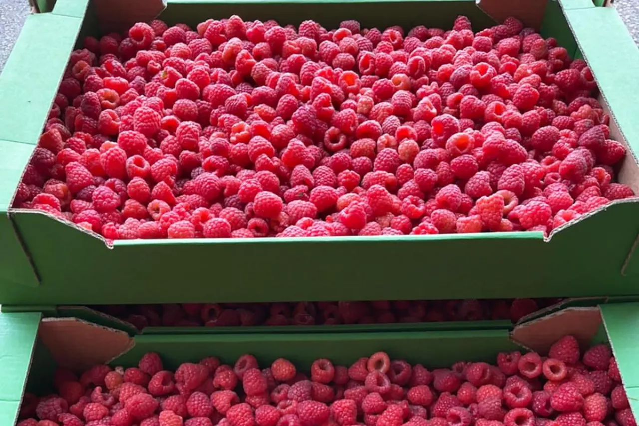 Maliny do mrożenia
