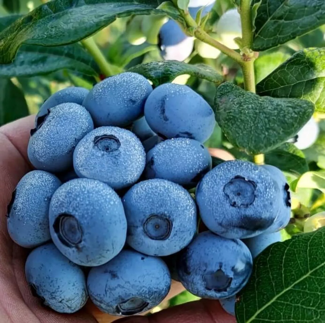Dorodne borówki odmiany ‘Calypso‘