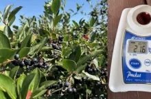Aronia dojrzała do zbioru. Surowiec zapowiada się świetnie, choć będzie go mało