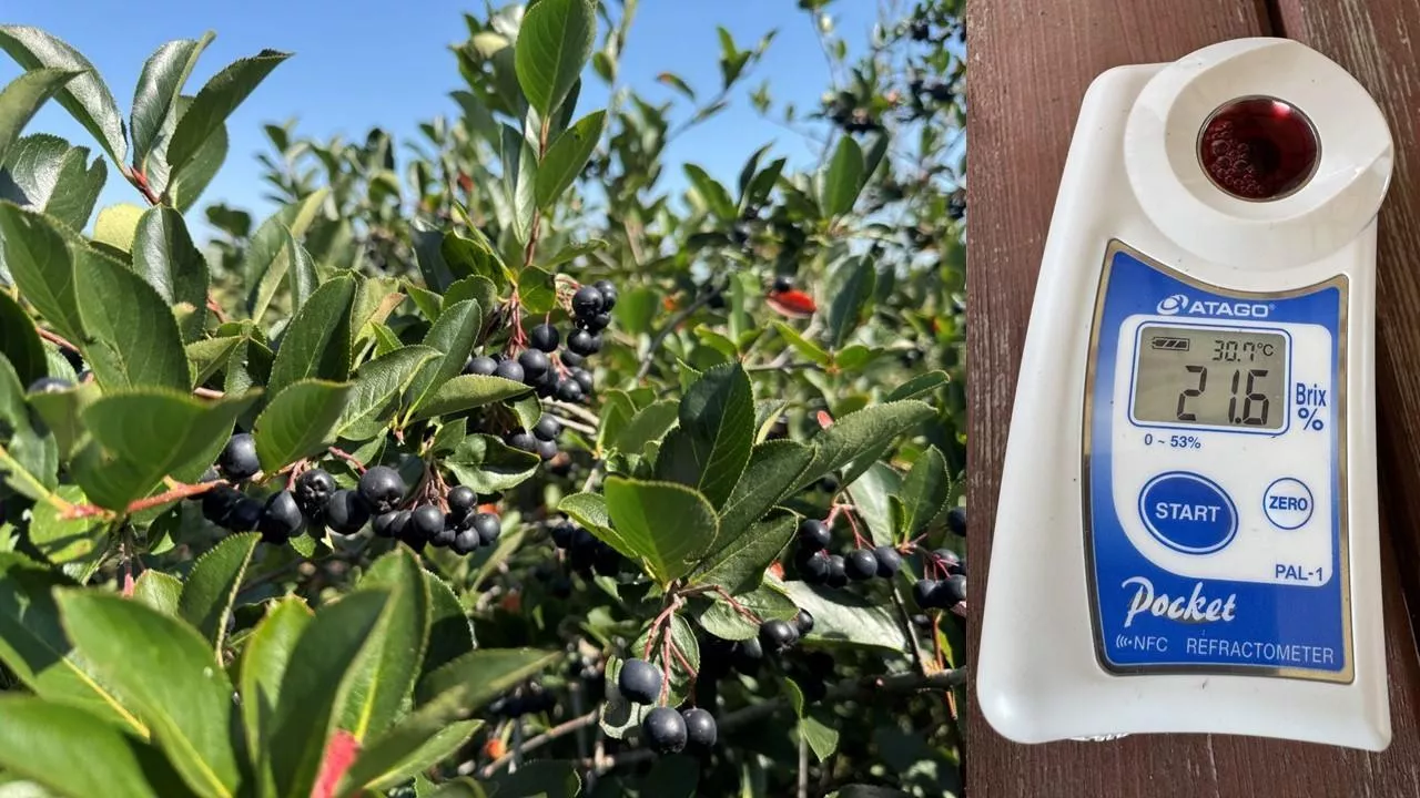 Aronia dojrzała do zbioru. Surowiec zapowiada się świetnie, choć będzie go mało