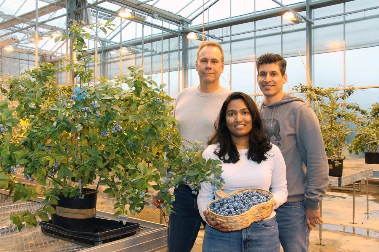 Jim Mattsson, Sachi Kannangara, Mostafa Mirzaei, SFU