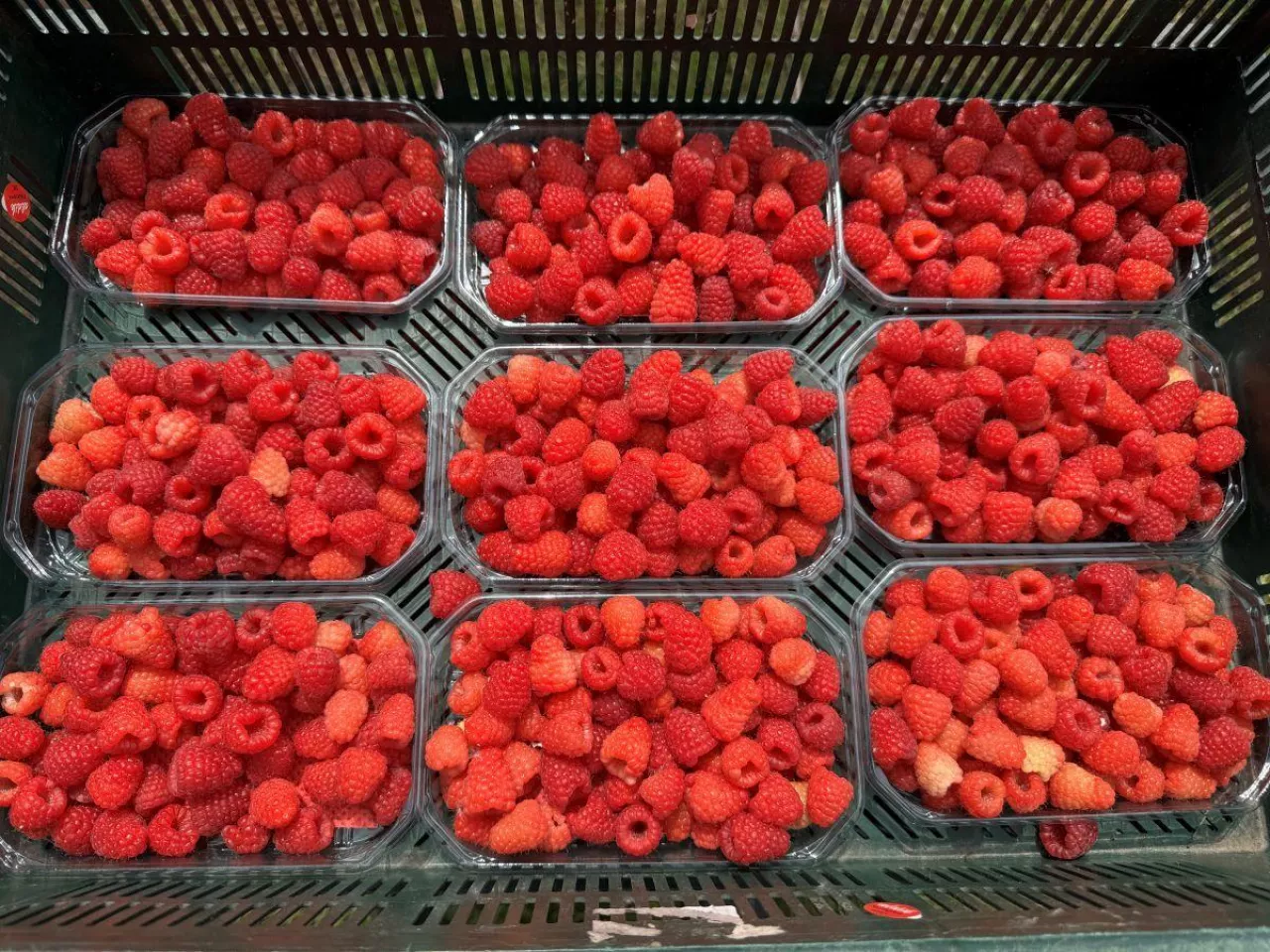 Maliny zerwane w tunelach w Szczepanówce
