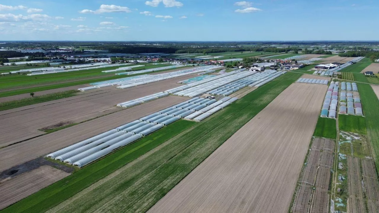 W tej części Mazowsza w tunelach uprawia się gównie warzywa ciepłolubne
