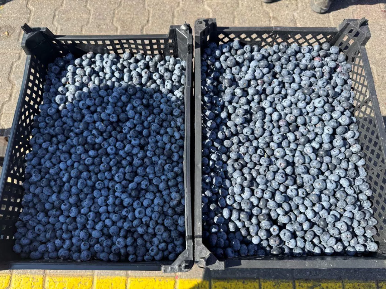 Borówki oferowane po 4 kg na Broniszach