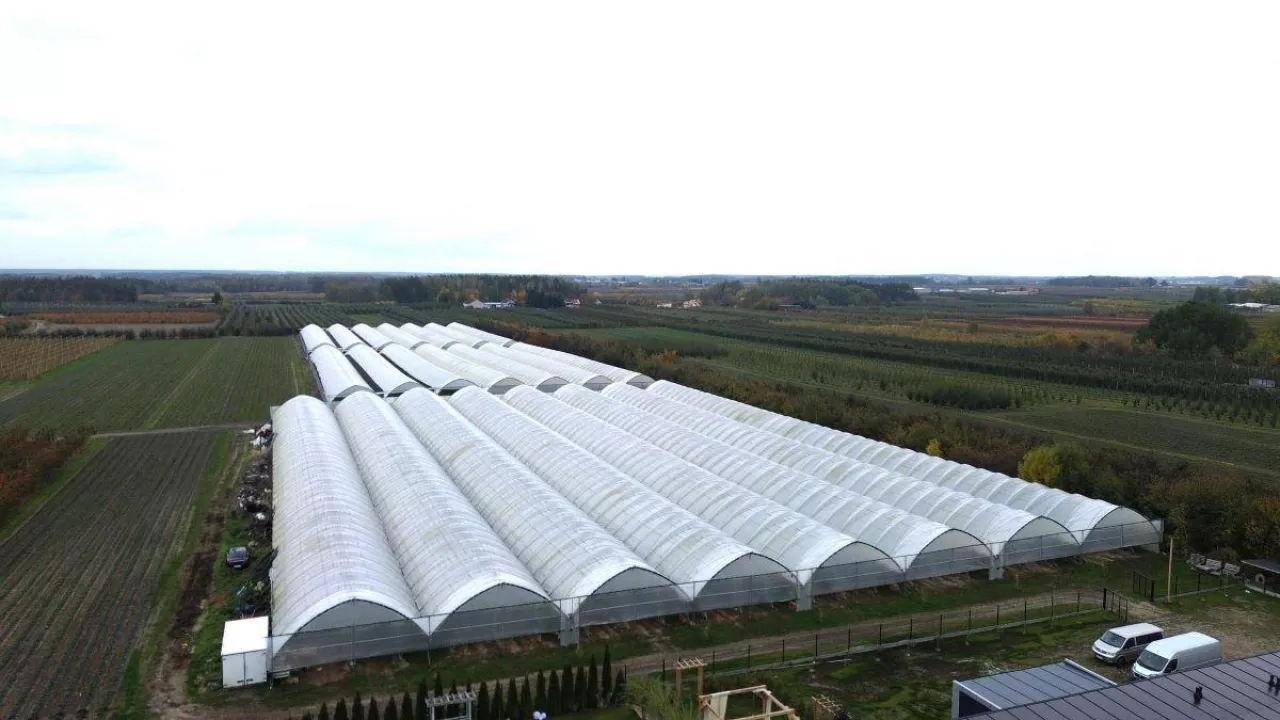 Fragment gospodarstwa Plantacje Jagodowe Kwiatkowscy