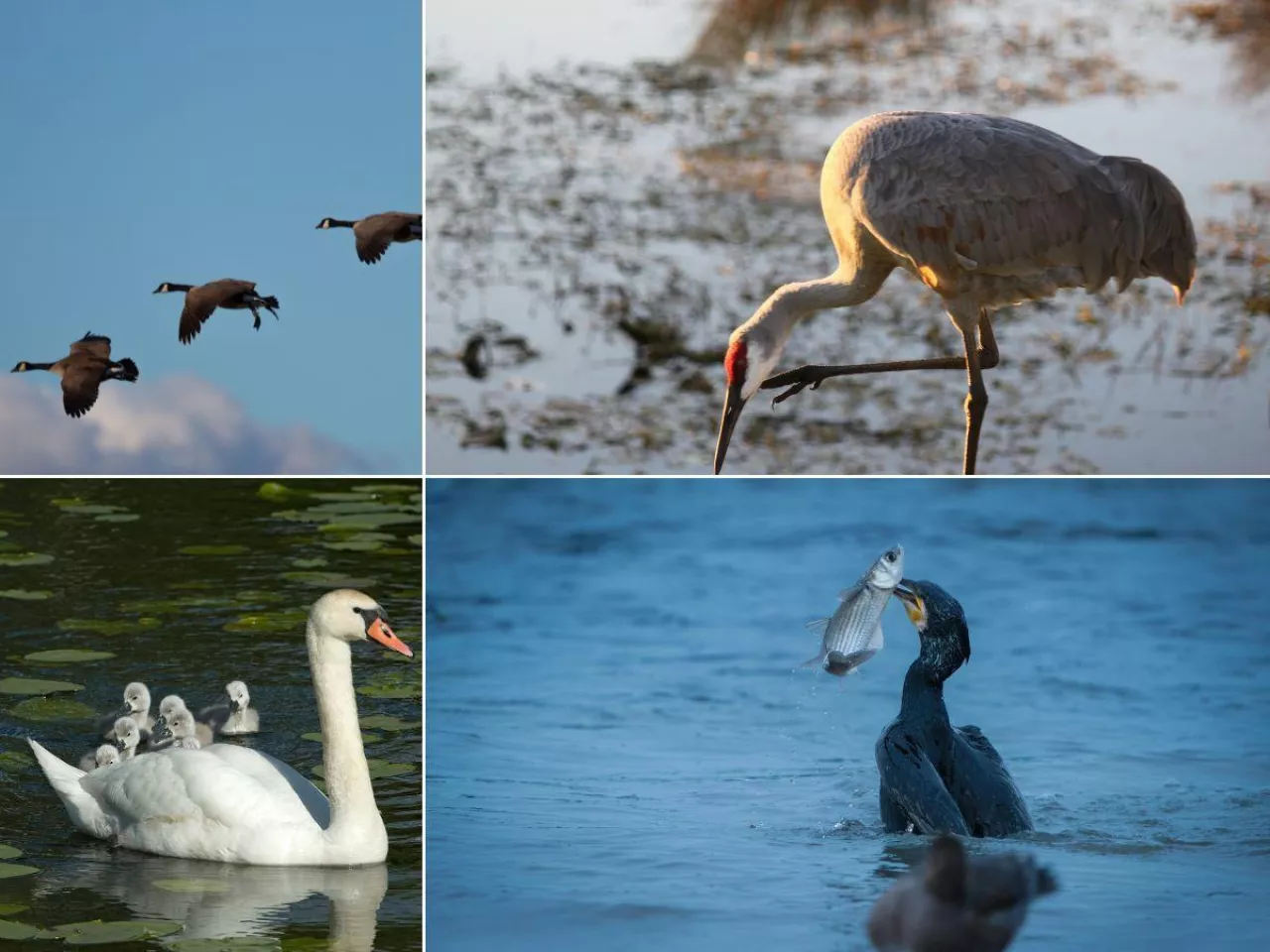 Projekt ustawy o odszkodowaniach za szkody wyrządzone przez dzikie ptactwo