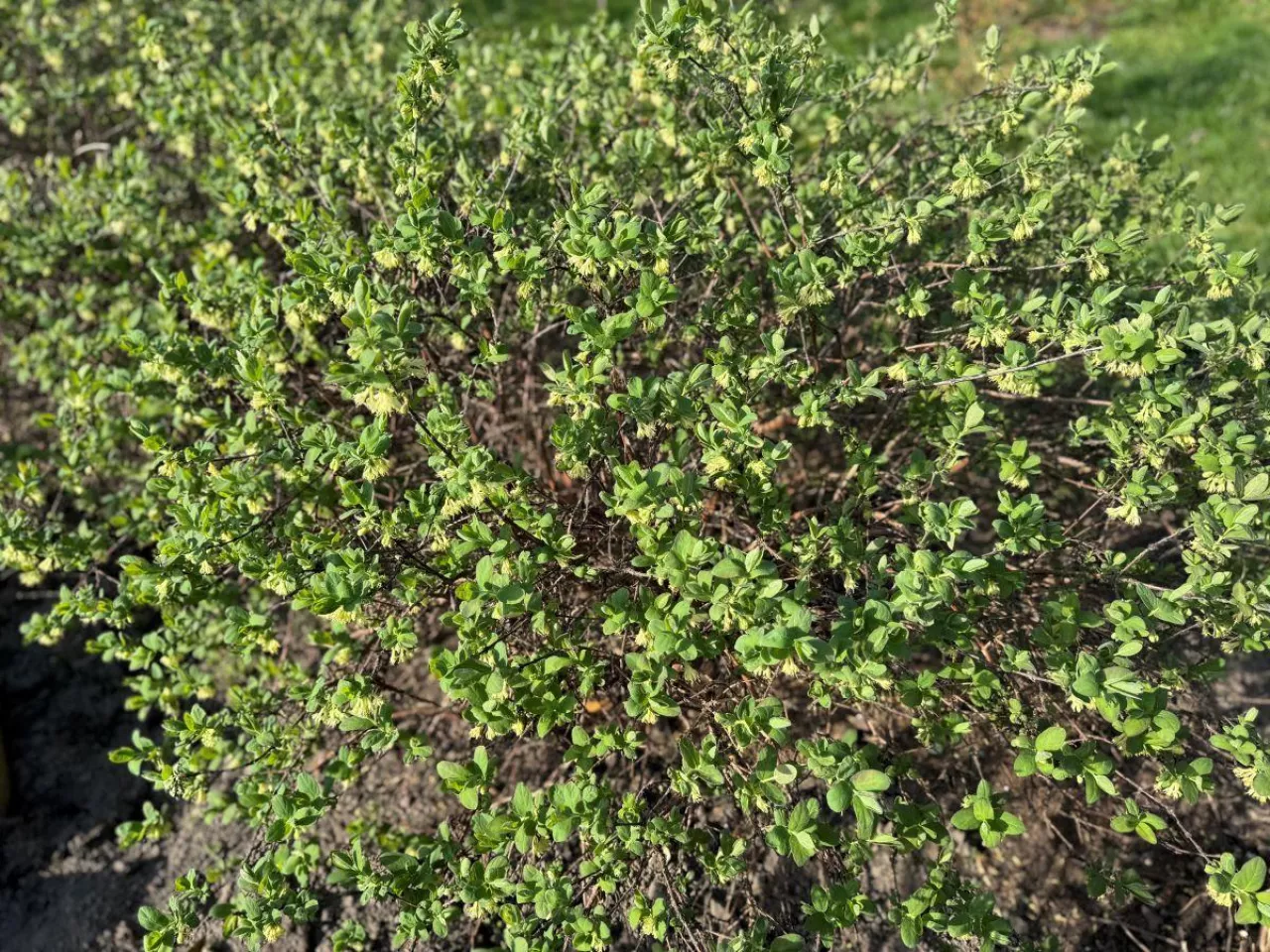 Haskap w pełnym rozkwicie 14.04.2025