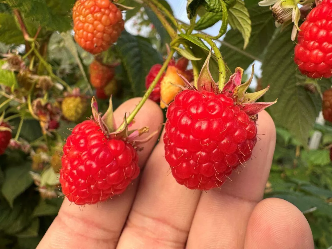 Owoce &#039;Malling Bella&#039; 05.11.2025