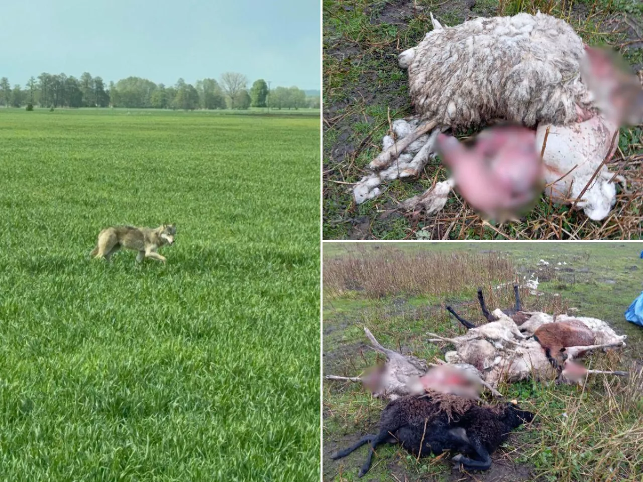 Owce zagryzione przez wilki w woj. lubuskim