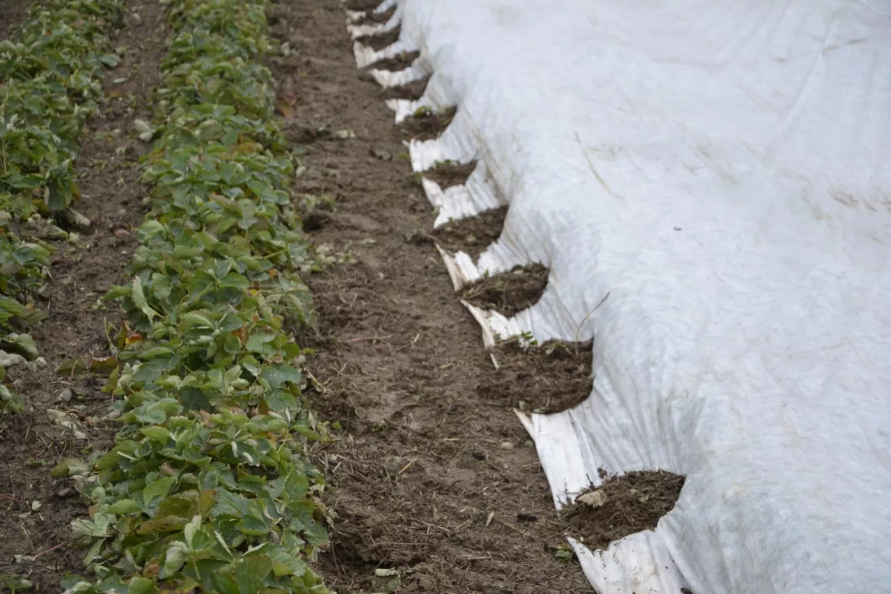 Jednym ze sposobów przytrzymania okrywy z agrowłókniną białej jest przysypanie glebą, ale w tym celu gleba nie może być zamarznięta