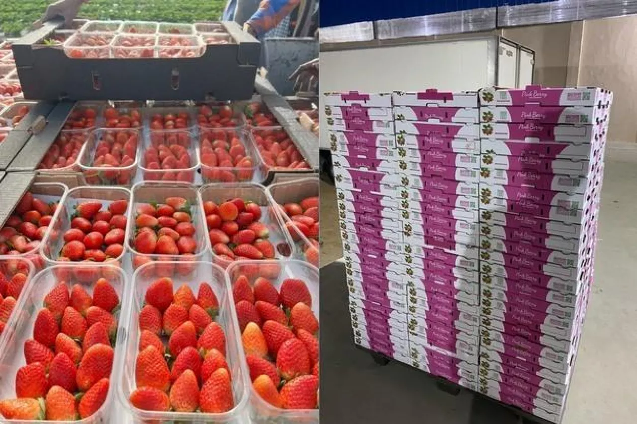 Egipskie truskawki deserowe