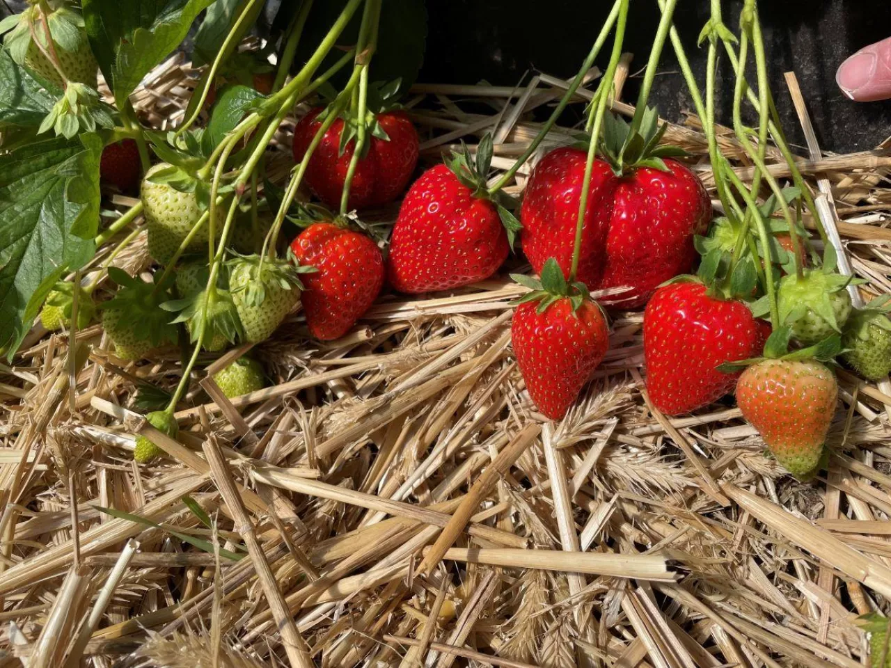 Odmiana truskawek &#039;Red Makalu&#039;