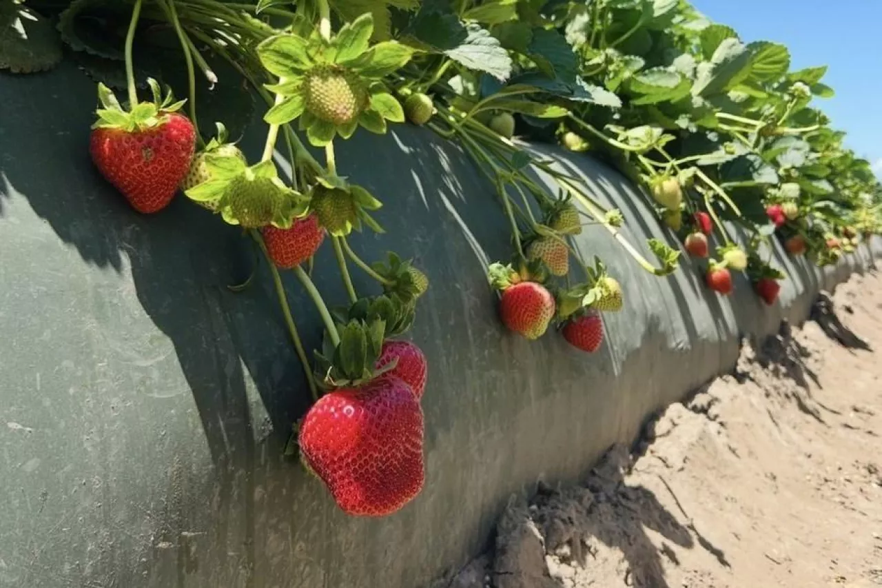 Truskawki w uprawie na wysokich zagonach