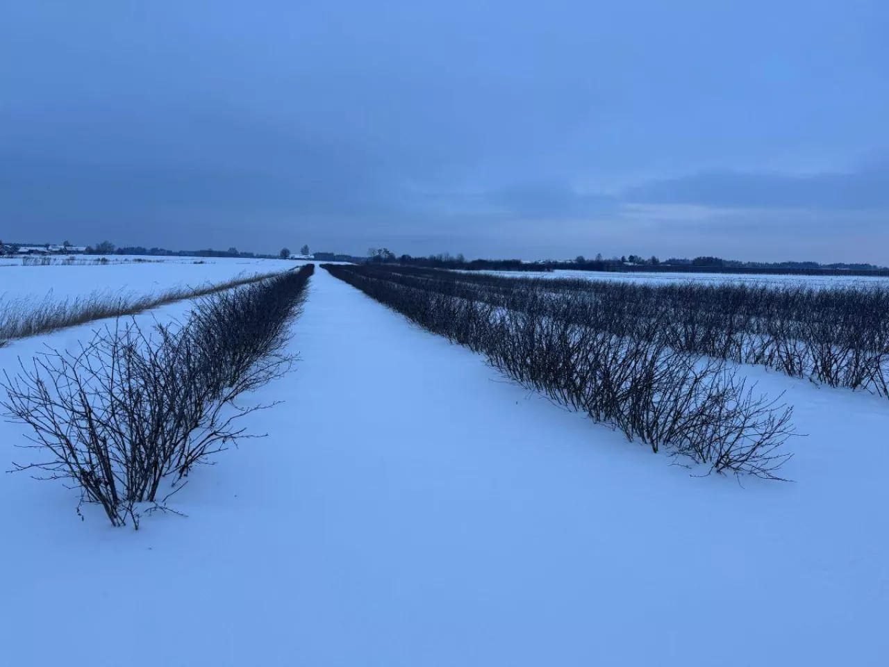 Plantacja aronii pod okrywą śniegową - średnio 24 cm śniegu