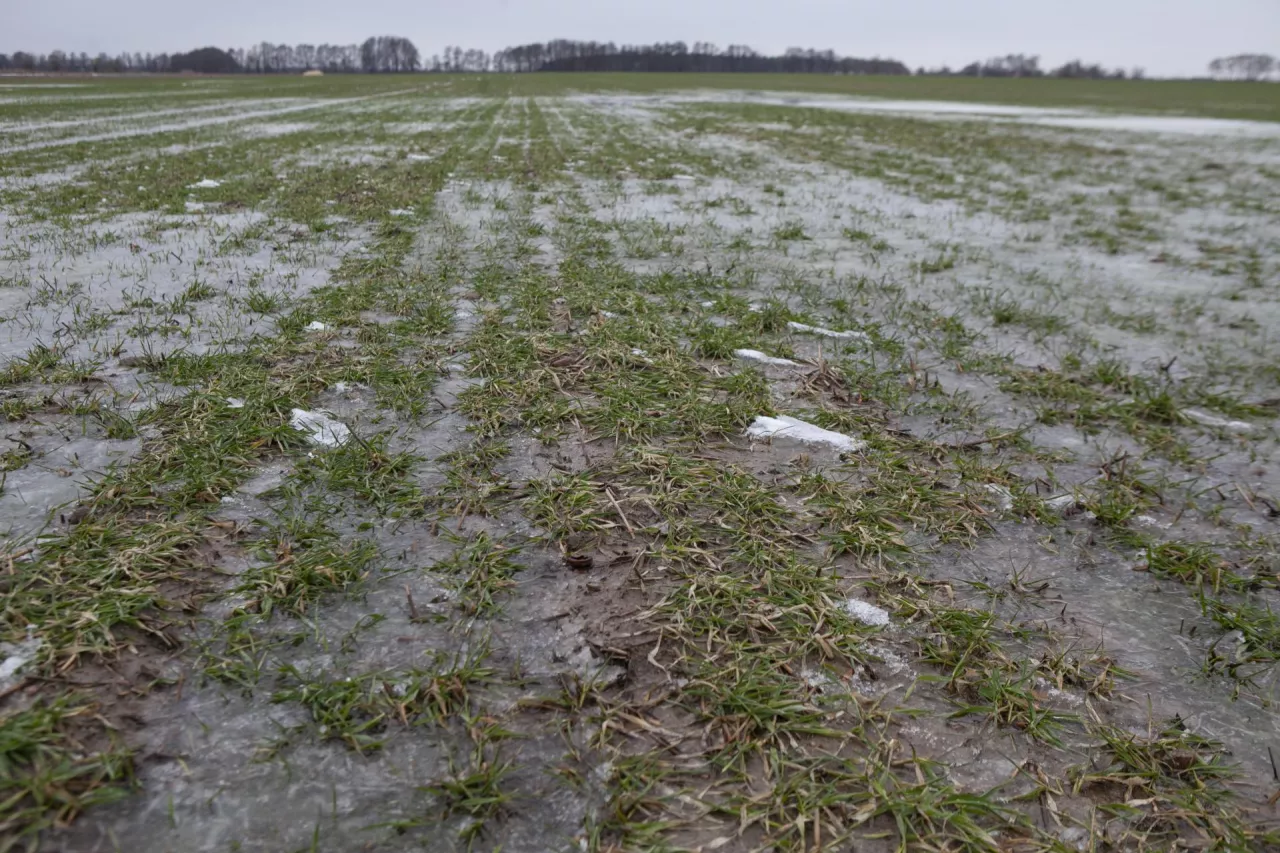 Topniejący lód i śnieg na zamarzniętym polu stanowią zagrożenie wygnicia ozimin w zalewiskach. 