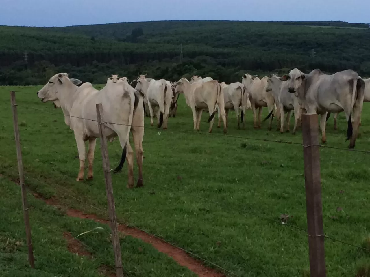 Bydło, krowy, Nelore, Brazylia, Argentyna, wybieg, pastwisko, Ameryka Południowa, Mercosur