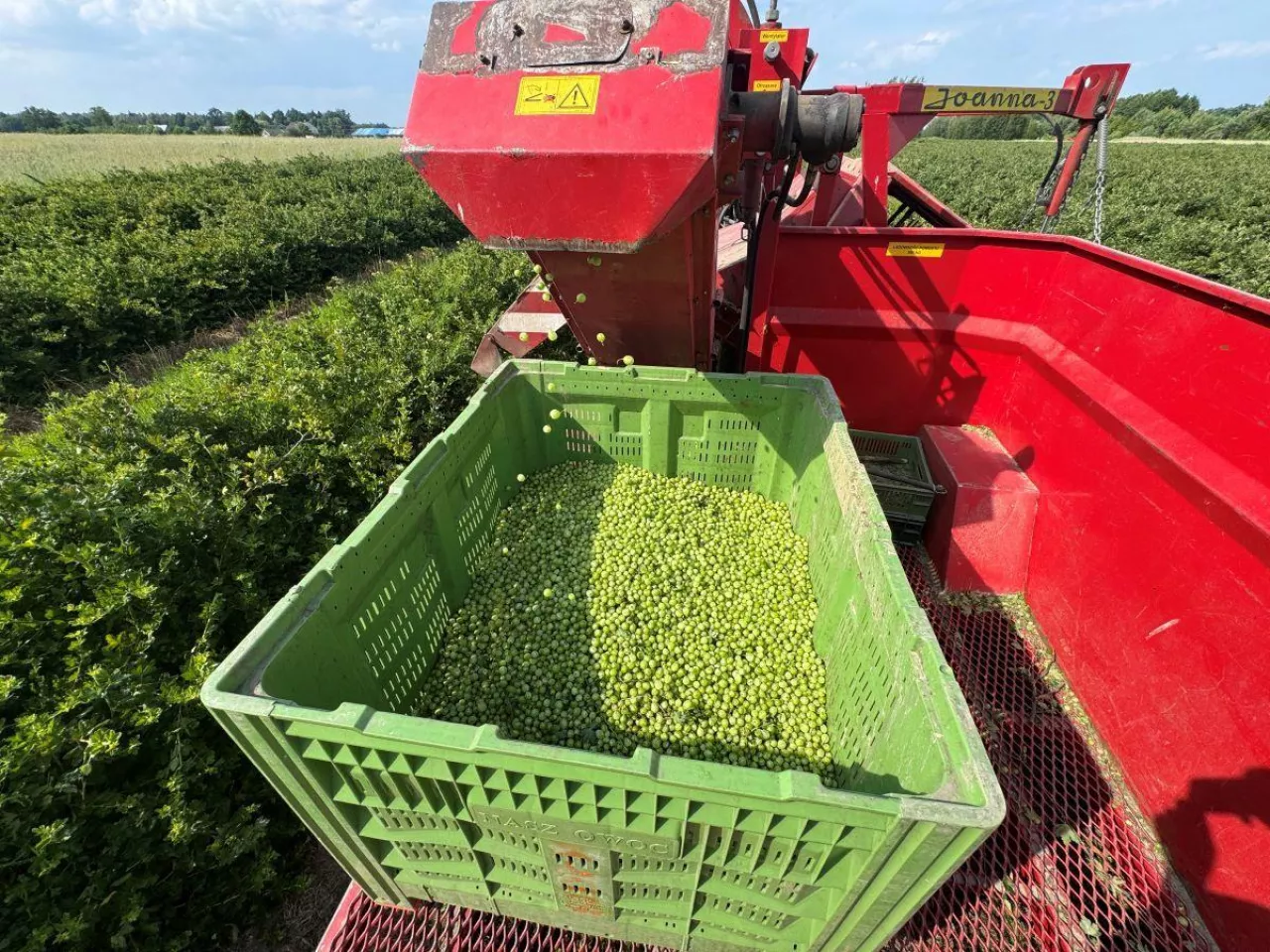 Zbiór agrestu kombajnem