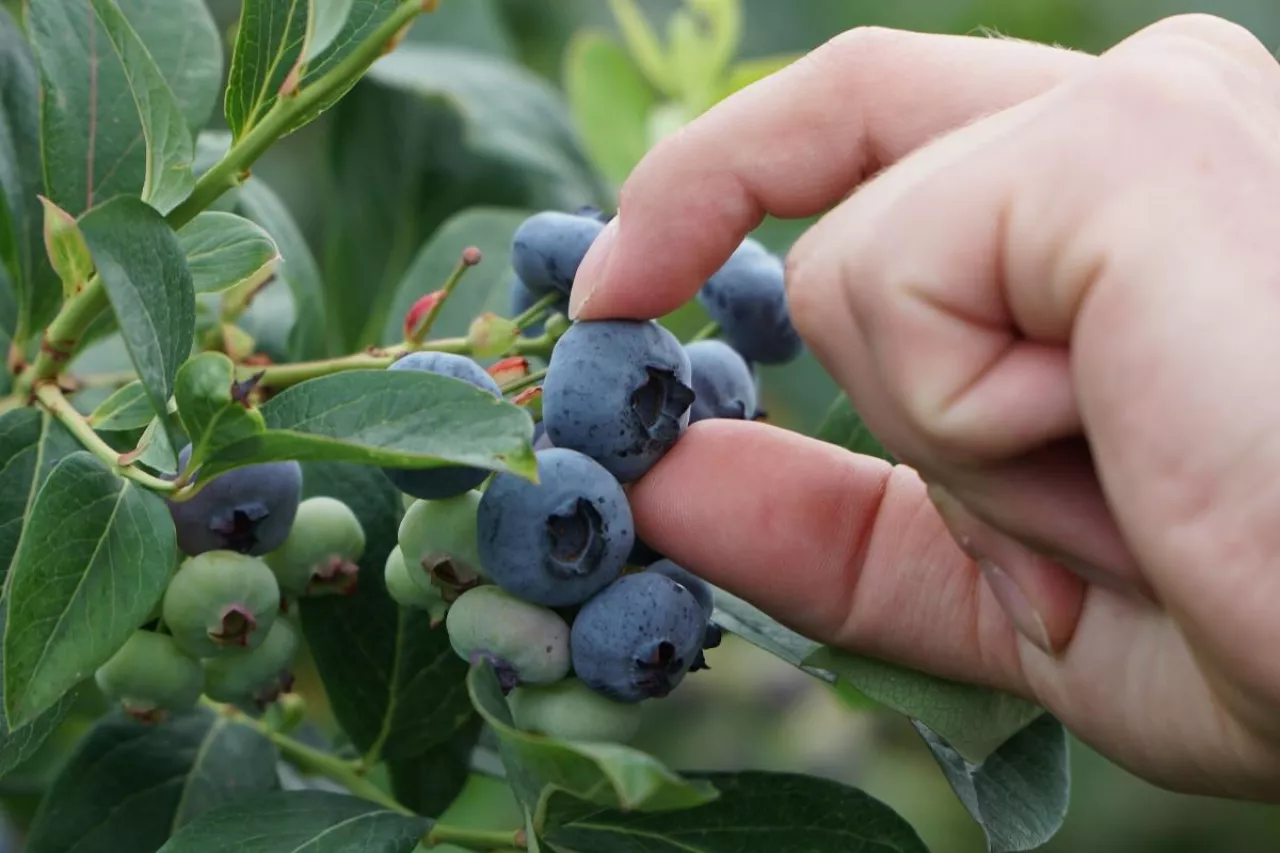 borówka amerykańska ceny w skupie