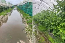 Zalane plantacje w Portugalii