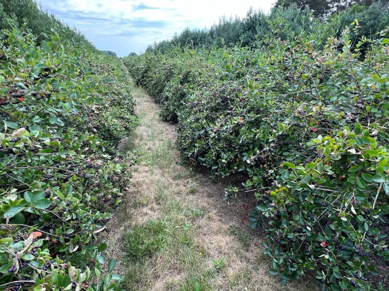 Pędy aronii uginające się od masy owoców - widok cieszący oczy i serce plantatora