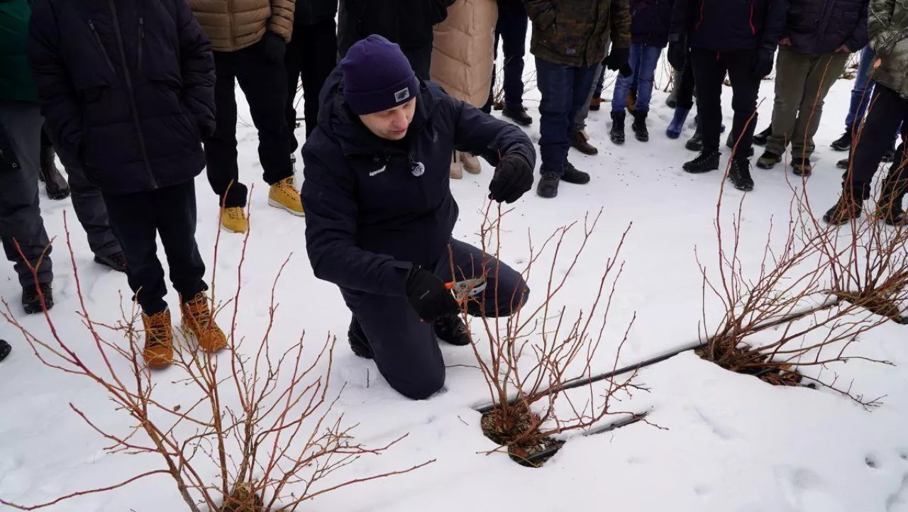 Cięcie borówek odmiany 'LoretoBlue' - rekomendacje Tomasza Domańskiego z firmy Agrosimex