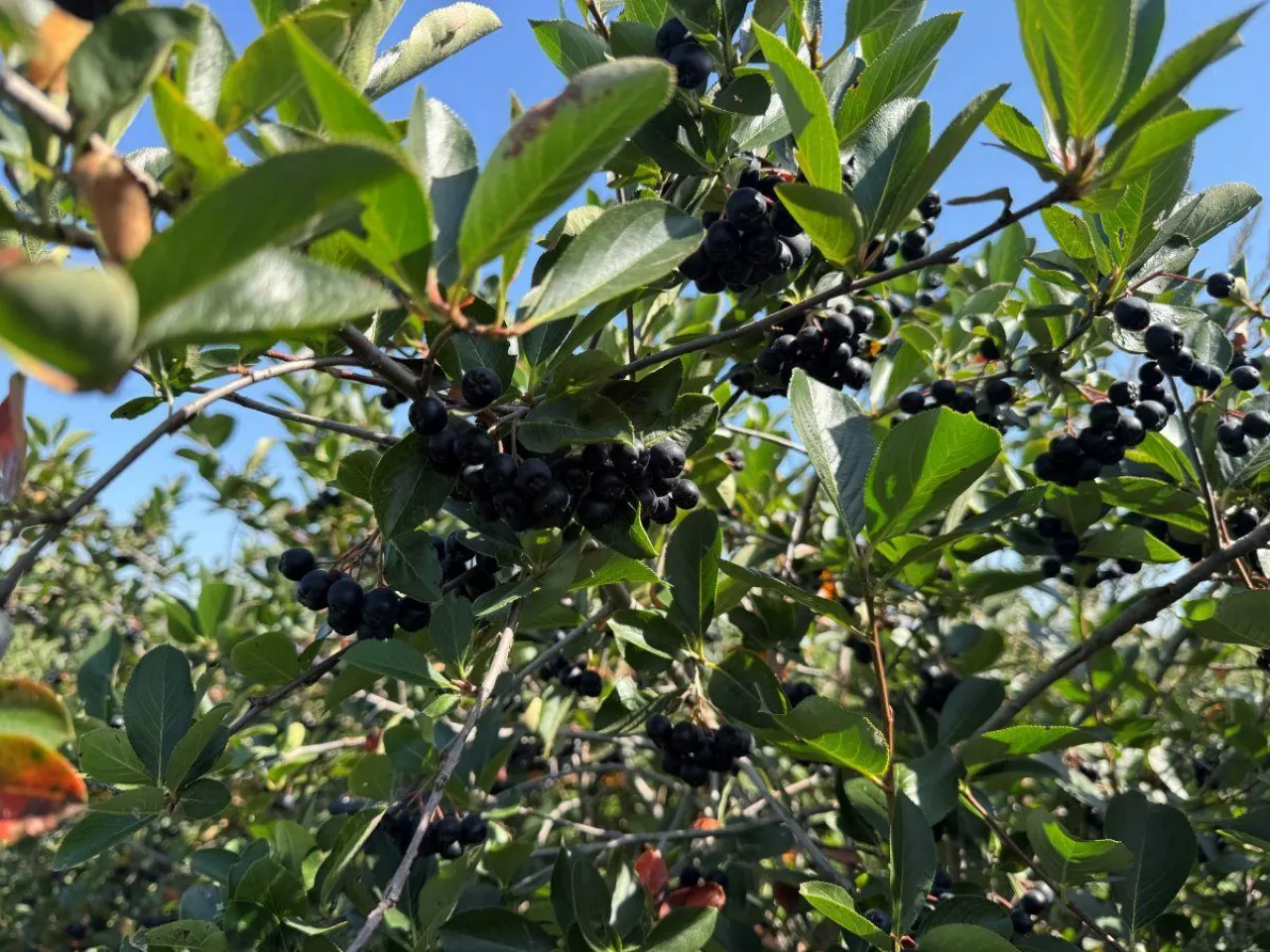 Owoce aronii gotowe do zbioru