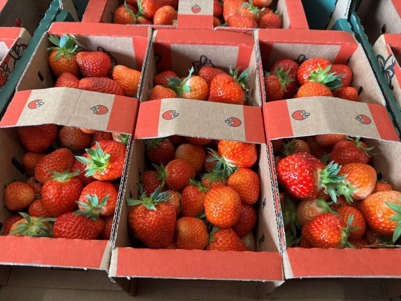 Truskawki z gospodarstwa państwa Małek