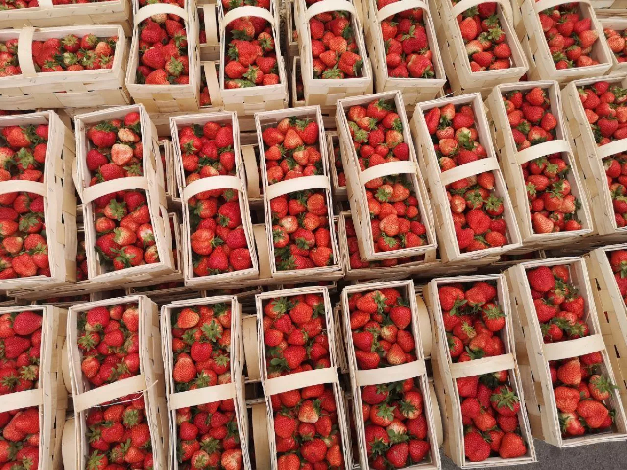 Owoce z dobrze odżywionych roślin