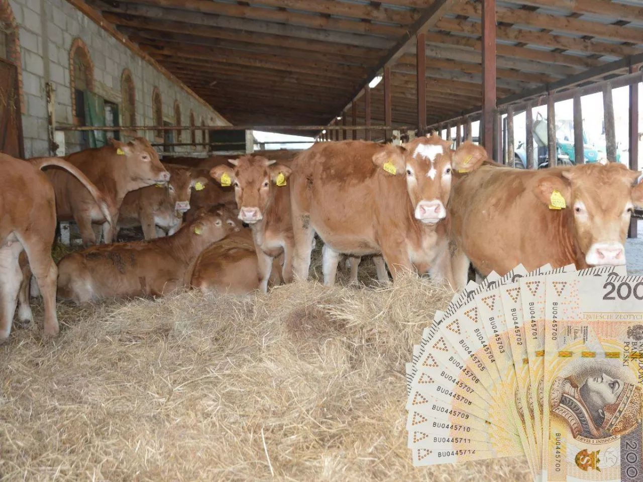 krowy w oborze, banknoty polskie u rogu po prawej na dole
