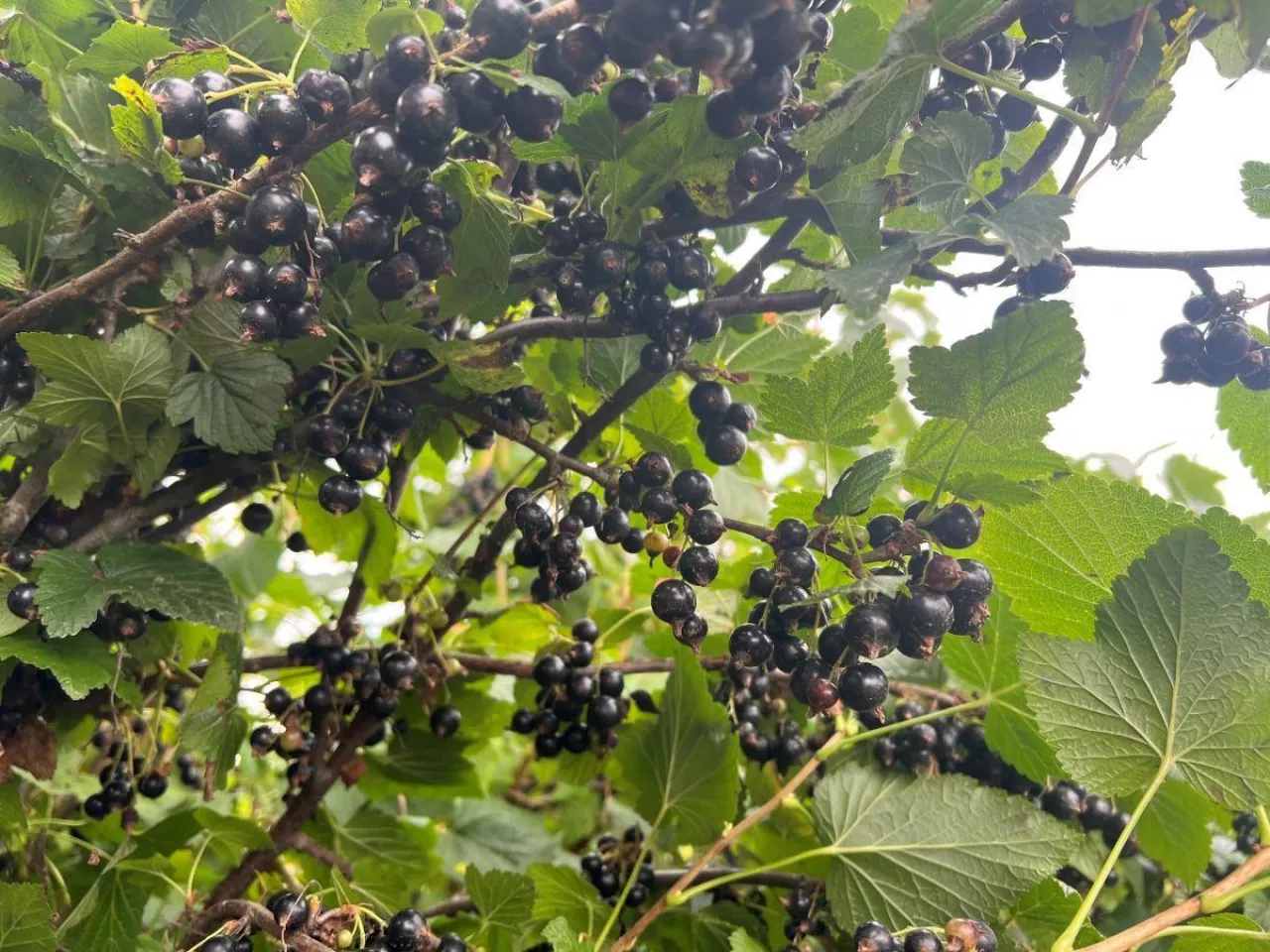 Owoce porzeczki czarnej na krzewie