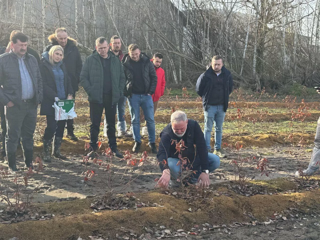 Borówka uprawiana na wysokich zagonach - Piotr Szurek omawia zasady budowy wałów i prowadzenia roślin po posadzeniu