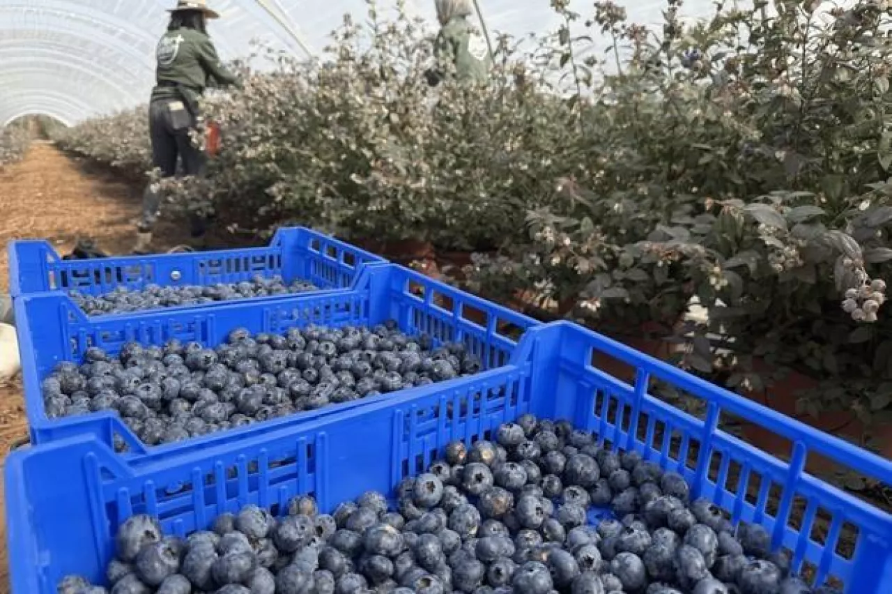 Zbiór borówek w Plus Berries