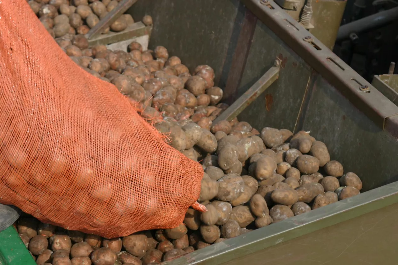 sadzenie ziemniaków