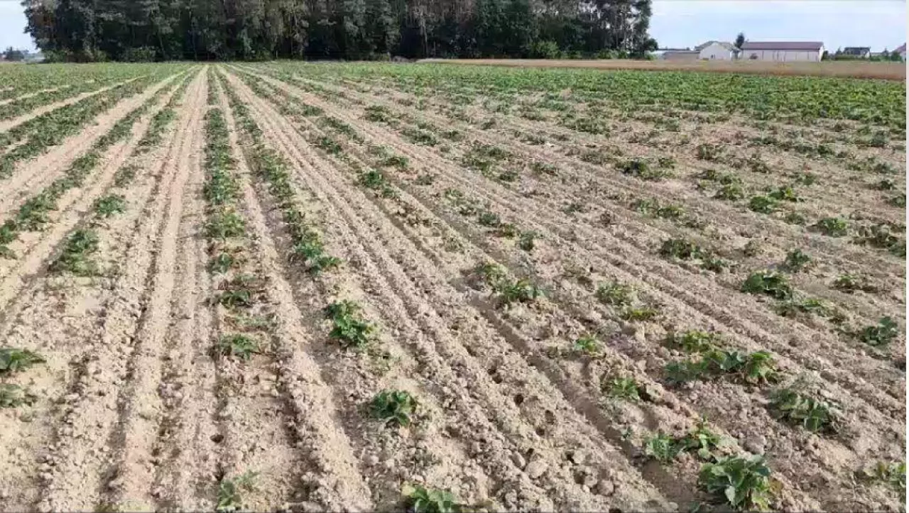 Truskawka, 3 miesiące po sadzeniu, po lewej korzenie były moczone w SPHERA i TRIASH 3+3 l/ha + Carbogen