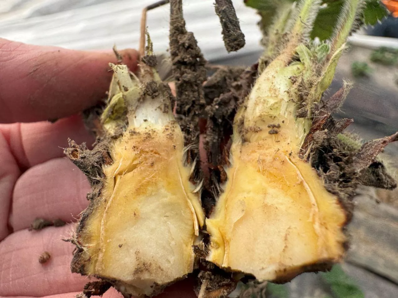 Delikatne ślady mrozu na szyjce korzeniowej truskawki - do zregenerowania